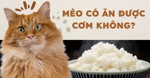 Mèo có ăn cơm được không