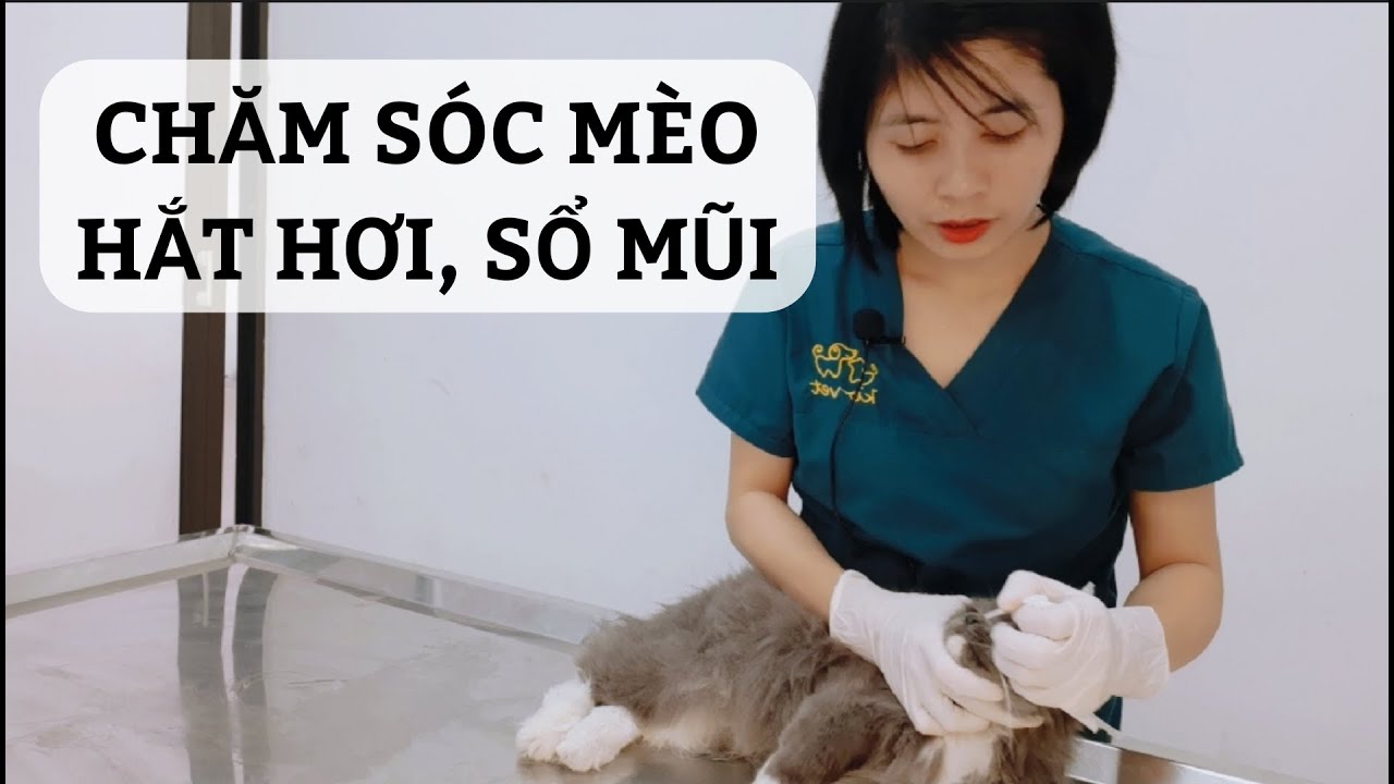 Các phương pháp điều trị y tế cho mèo bị sổ mũi