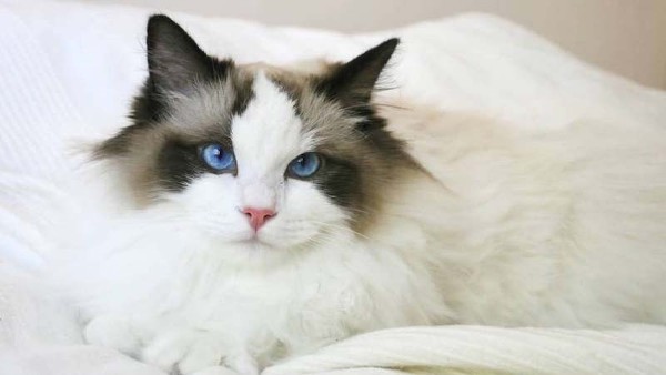 Mèo Ragdoll một trong những con mèo đẹp nhất thế giới nổi tiếng với bộ lông mềm mại như nhung