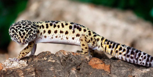 Việc lựa chọn sản phẩm bổ sung canxi cho Leopard Gecko không dễ dàng