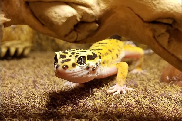 Phát hiện sớm dấu hiệu bệnh tật ở Leopard Gecko