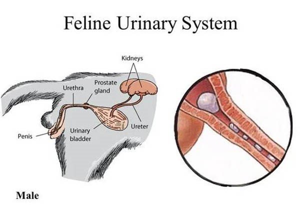 Giải phẫu đường tiết niệu của mèo