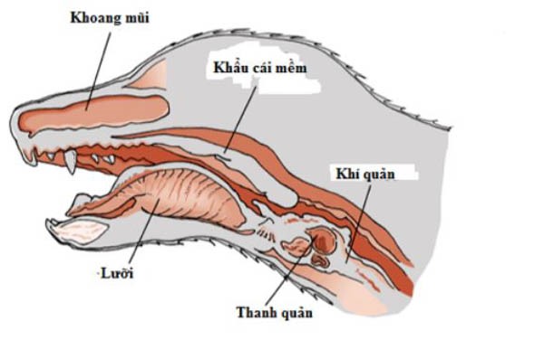 Giải phẫu hệ hô hấp của mèo