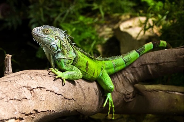 Kinh nghiệm nuôi dưỡng và chăm sóc Iguana làm thú cưng