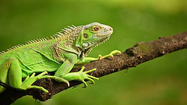 Số lượng iguana trong tự nhiên suy giảm nghiêm trọng