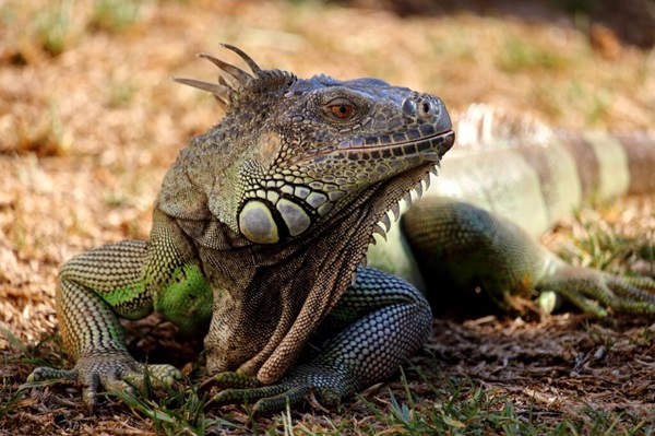 Mối quan hệ giữa iguana và môi trường xung quanh rất đa dạng