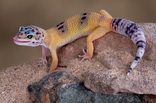 Leopard Gecko - Loài thú cưng mang lại tài lộc cho gia chủ