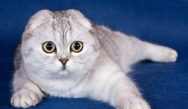 Mèo Anh lông ngắn Scottish Fold