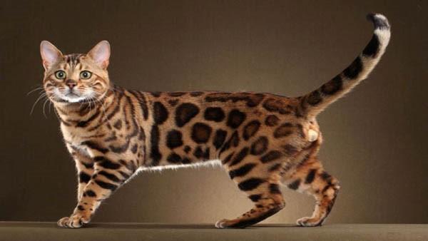 Tìm hiểu về giống mèo Bengal