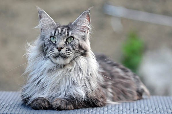 Nguồn gốc mèo Maine Coon