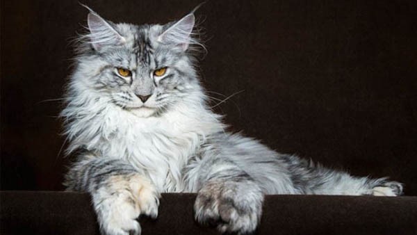 Đặc điểm ngoại hình mèo Maine Coon