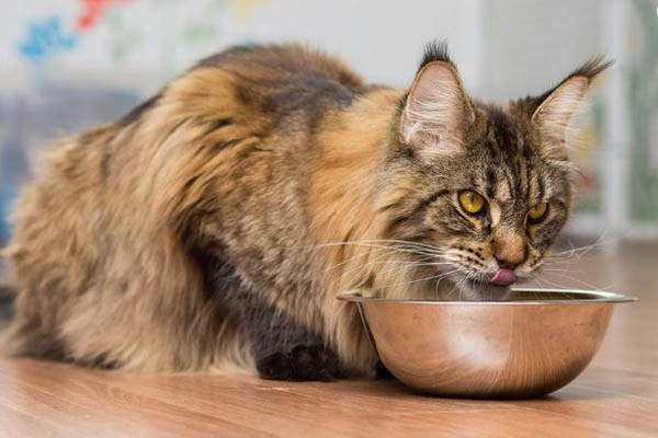 Thức ăn của mèo Maine Coon