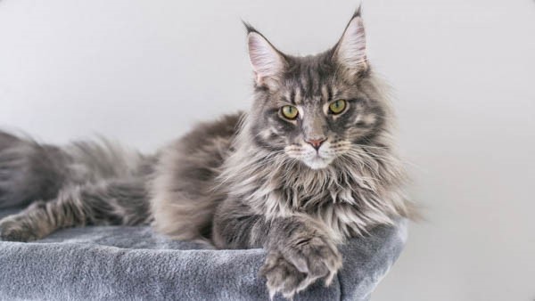 Kinh nghiệm mua mèo Maine Coon