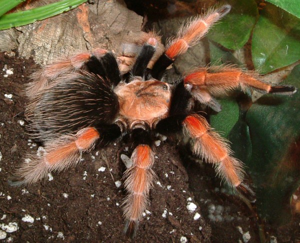 Tổng quan về loài nhện Tarantula