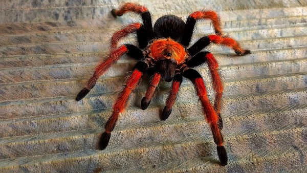 Chế độ ăn uống và thói quen săn mồi của nhện Tarantula