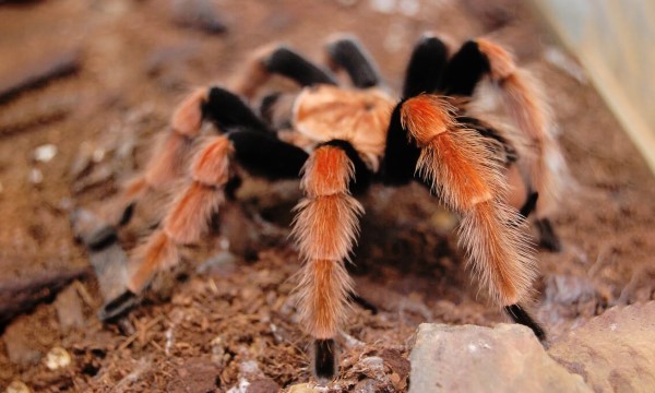 Hành vi và đặc tính của nhện Tarantula