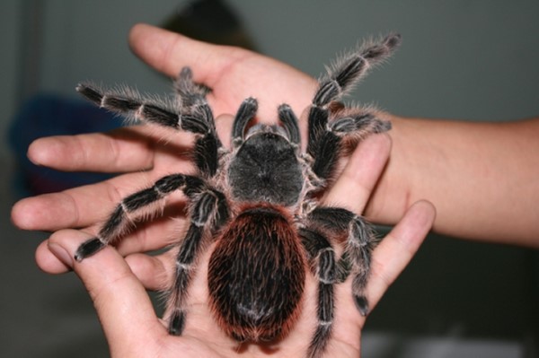 Những nguy hiểm và biện pháp phòng tránh khi tiếp xúc với nhện Tarantula