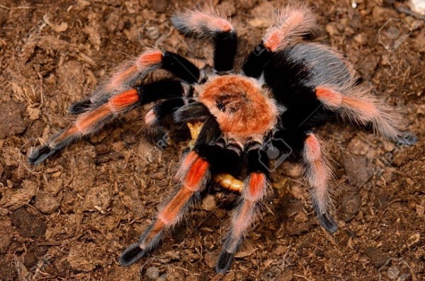 Nhện Tarantula Chân Đỏ: Giới thiệu về loài nhện ấn tượng này