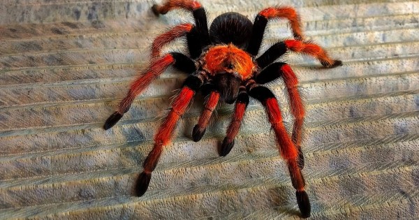 Môi trường sống tự nhiên và phân bố địa lý của Nhện Tarantula Chân Đỏ