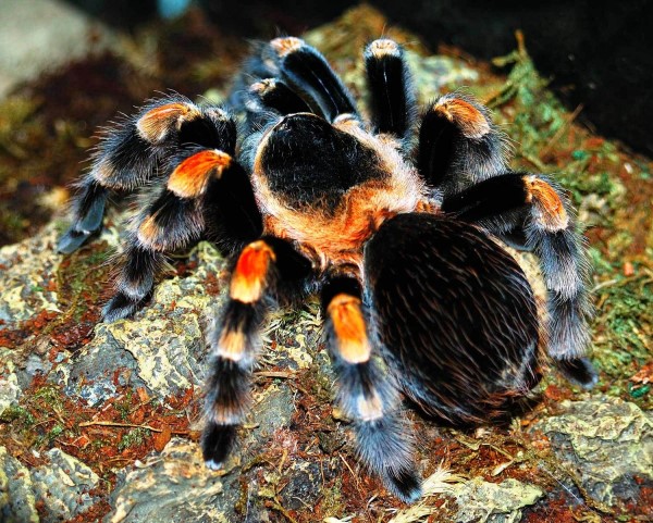 Sinh sản và vòng đời của Nhện Tarantula Chân Đỏ