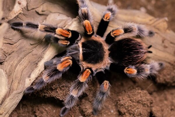 Nhện Tarantula Chân Đỏ trong văn hóa và truyền thuyết