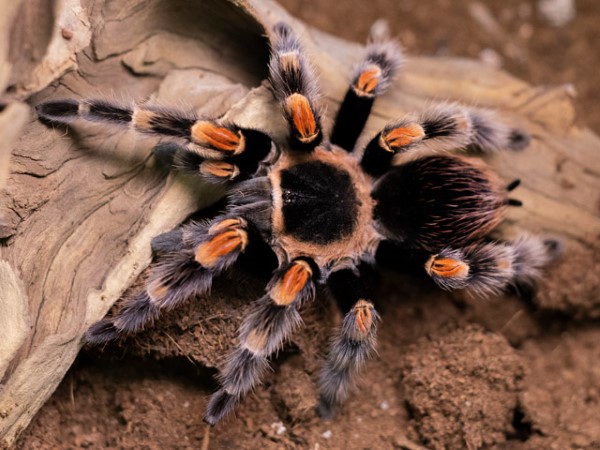 Nhện Tarantula Chân Đỏ trong văn hóa và truyền thuyết