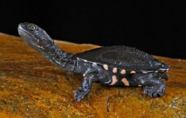 Rùa cổ rắn thuộc họ Chelidae, phân bố chủ yếu ở Úc, New Guinea