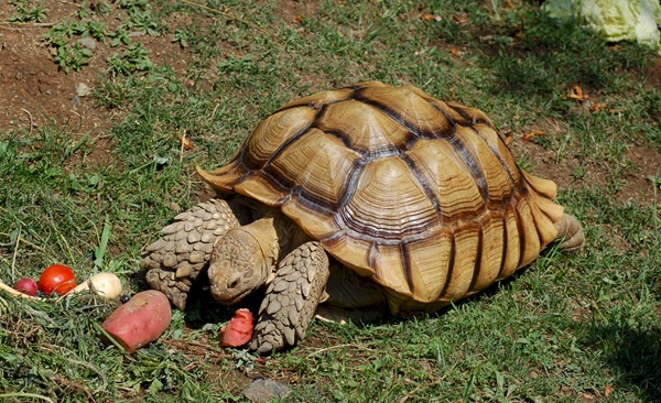 Rùa Sulcata - Cách phòng và điều trị bệnh cho Rùa Sulcata