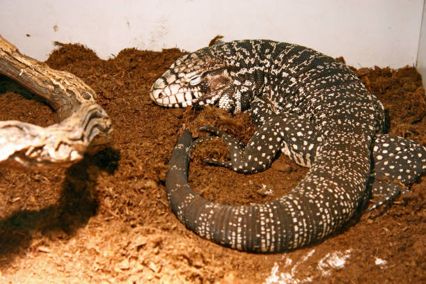 Thằn lằn Argentine Tegu - Cách chăm sóc, chế độ ăn phù hợp