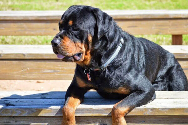 Hướng dẫn chăm sóc chó Rottweiler con toàn diện