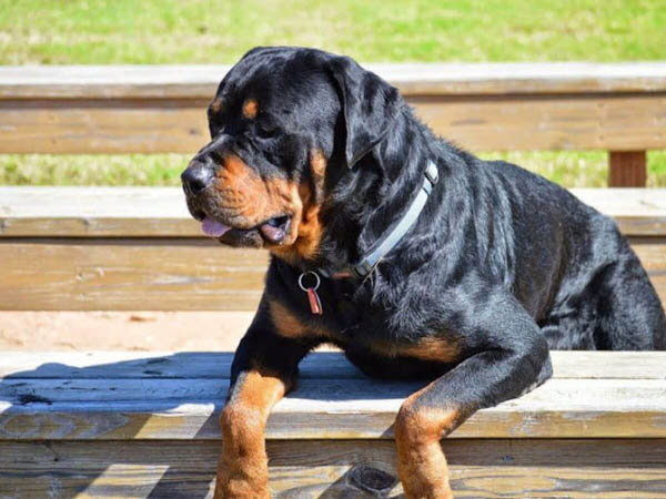 Hướng dẫn chăm sóc chó Rottweiler con toàn diện