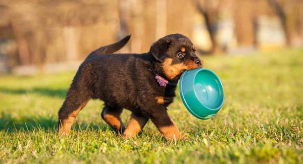 Chế độ dinh dưỡng phù hợp cho chó Rottweiler giai đoạn sơ sinh