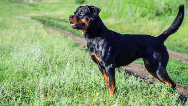 Xây dựng môi trường sống lý tưởng cho chó Rottweiler con phát triển khỏe mạnh