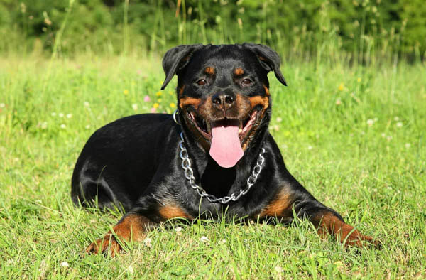 Cách xử lý những vấn đề sức khỏe thường gặp ở chó Rottweiler con