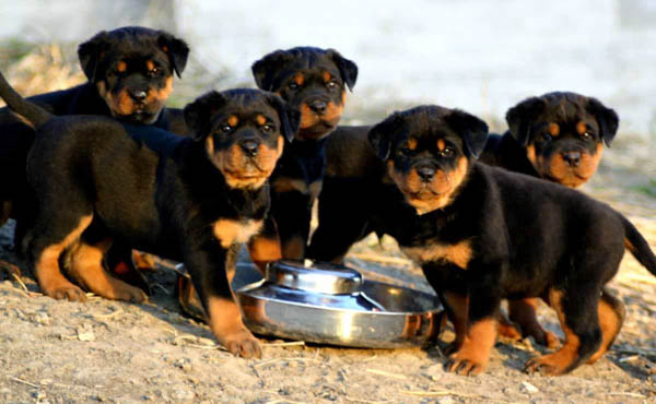 Chọn lựa thức ăn phù hợp cho chó Rottweiler con