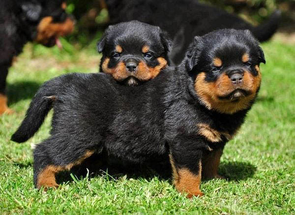 Tầm quan trọng của việc xã hội hóa chó Rottweiler từ nhỏ