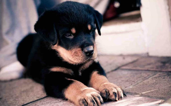 Tìm hiểu về đặc điểm tính cách và nhu cầu của chó Rottweiler con