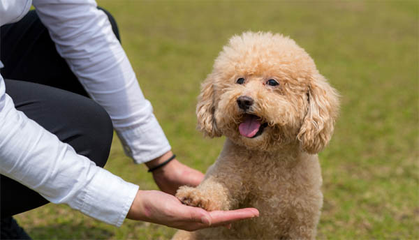 Thời điểm thích hợp để bắt đầu huấn luyện chó Poodle đi vệ sinh