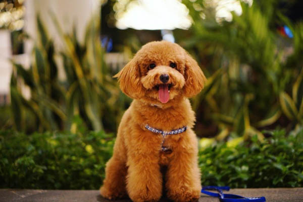 Nguyên nhân chó Poodle đi vệ sinh không đúng chỗ và cách khắc phục