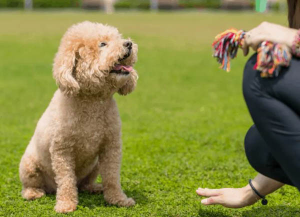 Mẹo nhỏ giúp quá trình huấn luyện Poodle đi vệ sinh nhanh chóng hơn