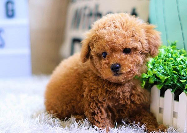 Dấu hiệu nhận biết Poodle muốn đi vệ sinh và cách phản ứng phù hợp