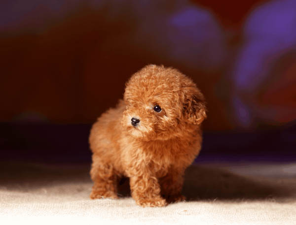 Những sai lầm thường gặp khi huấn luyện chó Poodle đi vệ sinh và cách tránh