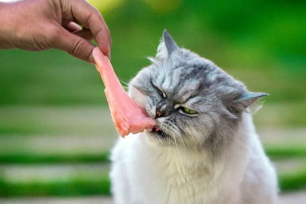 Mèo là động vật ăn thịt bắt buộc