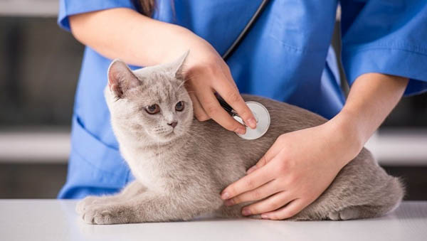 Tầm quan trọng của kiểm tra sức khỏe định kỳ cho mèo