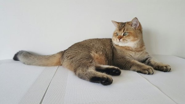 Những màu mà mèo anh lông ngắn Black Golden sở hữu