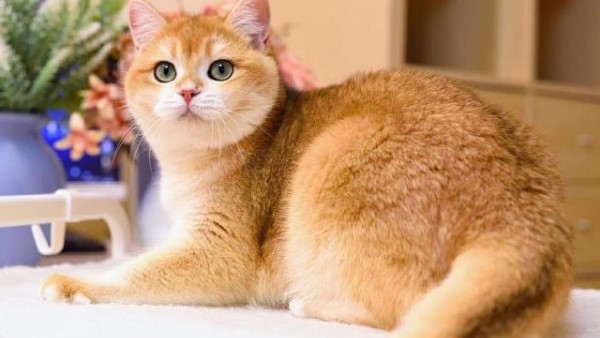 Mèo Black Golden có giá bao nhiêu?