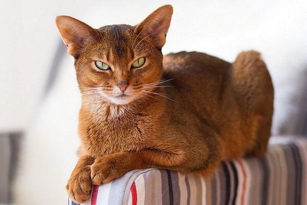 Đặc điểm ngoại hình nổi bật của Mèo Abyssinian