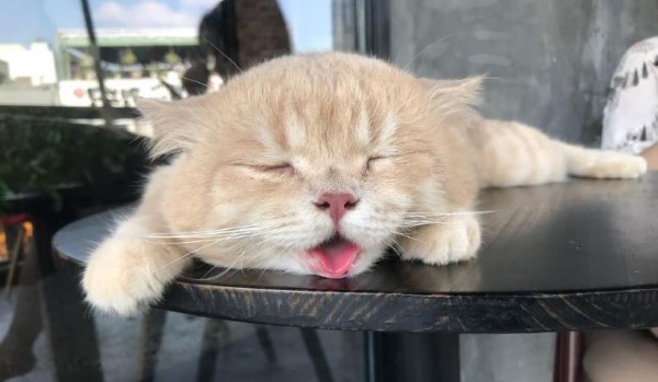 Mèo thở gấp​ có nguy hiểm không?