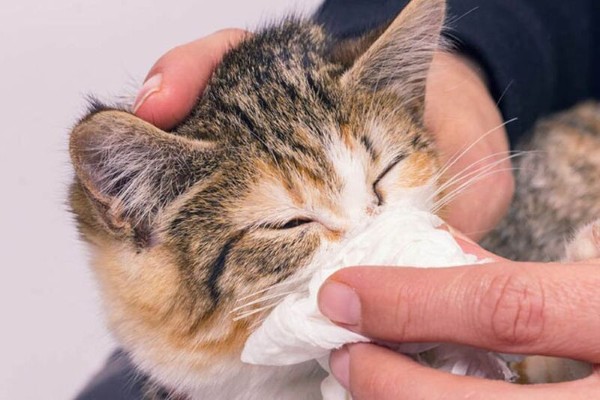 Chẩn đoán và khi nào cần gặp bác sĩ thú y