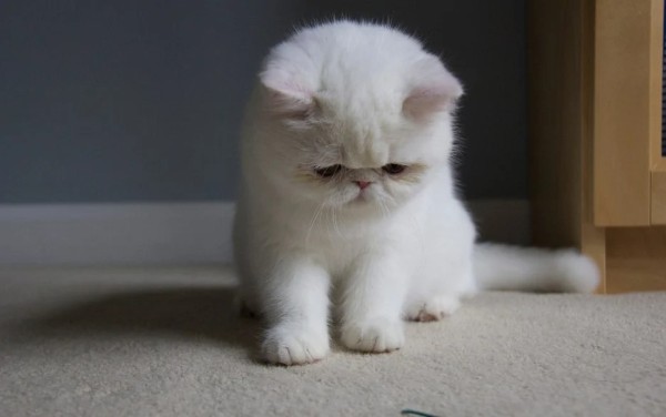 Phòng ngừa mèo đi ngoài lỏng màu vàng khiến chủ yên tâm